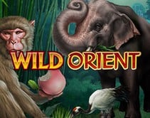 Wild Orient
